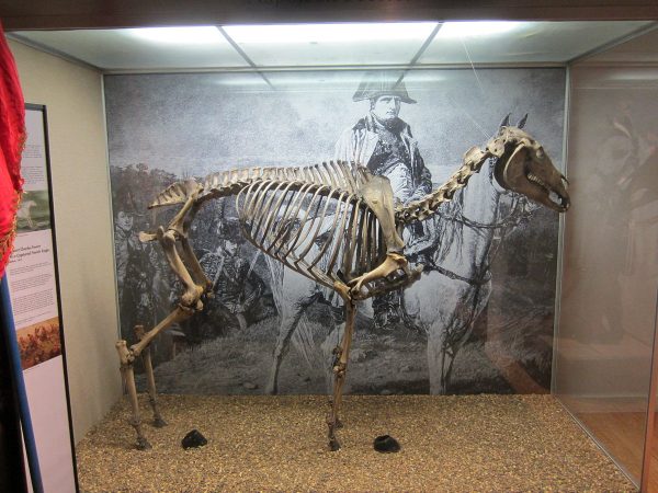 Szkielet Marengo na wystawie w National Army Museum. Jak widać - bez przednich kopyt.