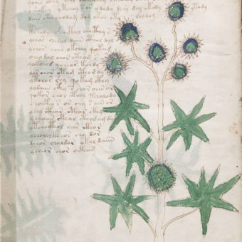 Jedna z kart "Manuskryptu Wojnicza".