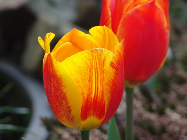 Tulipany od wieków są jedną z wizytówek Niderlandów. Ale czy naprawdę płacono za nie astronomiczne kwoty?