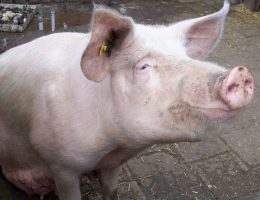 Świnia (fot. domena publiczna)