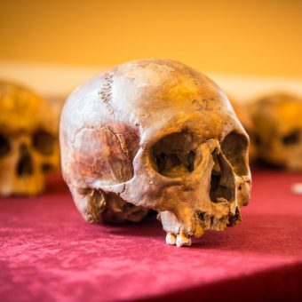 Materiał kostny analizowany w trakcie warsztatów antropologicznych (Fot. Andrzej Owczarek, Dolnośląskie Festiwal Tajemnic)