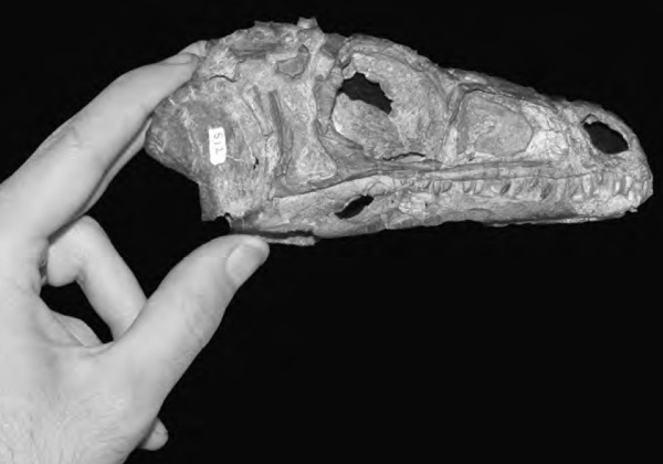 Odkrywane szczątki przodków dinozaurów często miały niewielkie rozmiary. Zdjęcie z książki Steve'a Brusatte'a pt. "Era dinozaurów. Od narodzin do upadku".