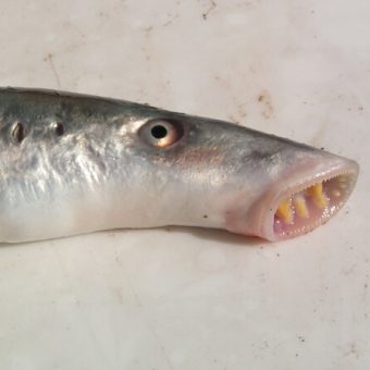 Minóg rzeczny, nazywany rybą-wampirem, mimo przerażającego wyglądu w średniowiecznej Anglii uchodził za przysmak.