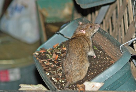 Dieta szczurów mieszkających w mieście w XIX wieku była bogata w mięso. Ich kuzyni ze wsi jedli je zdecydowanie rzadziej.