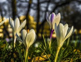 Zima wasza, wiosna nasza! to jedno z najsłynniejszych haseł stanu wojennego. Na zdjęciu krokusy, jeden z najpopularniejszych symboli wiosny (fot. FelixMittermeier, lic. CC0)