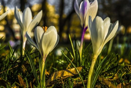 Zima wasza, wiosna nasza! to jedno z najsłynniejszych haseł stanu wojennego. Na zdjęciu krokusy, jeden z najpopularniejszych symboli wiosny (fot. FelixMittermeier, lic. CC0)