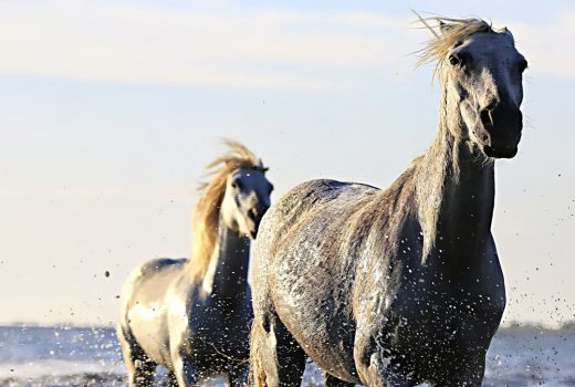 Konie (fot. domena publiczna)