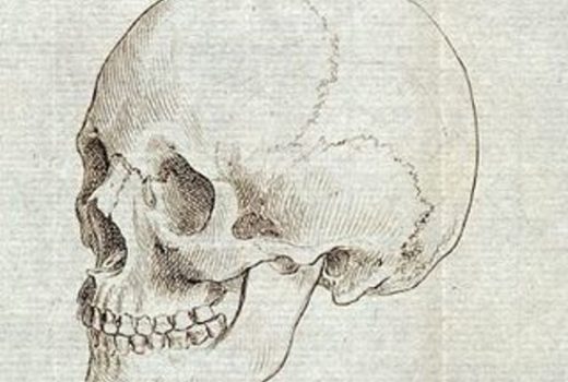 Szkic czaszki, należącej do przedstawicielki "rasy kaukaskiej".