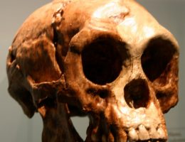 Nowy gatunek był nawet mniejszy od tak zwanych hobbitów (na zdj. czaszka przedstawiciela Homo floresiensis).