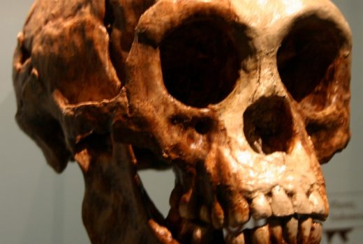 Nowy gatunek był nawet mniejszy od tak zwanych hobbitów (na zdj. czaszka przedstawiciela Homo floresiensis).