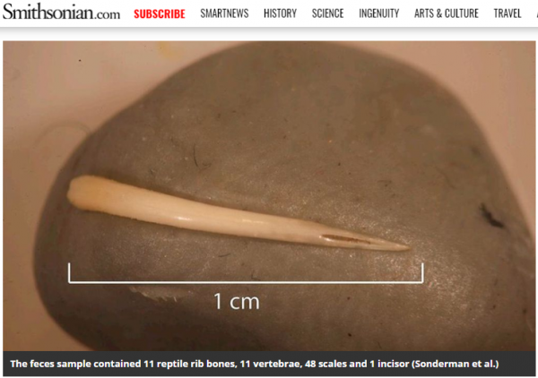 Jak donosi portal Smithsonian.org, w próbce zmumifikowanego kału znaleziono 11 żeber, 11 kręgów, 48 łusek oraz ząb grzechotnika.