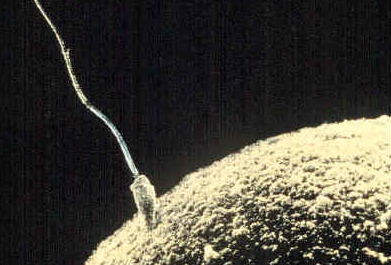 Długo nie wiedziano, jaką rolę w zapłodnieniu odgrywa sperma, a plemniki uważano za... pasożyty.